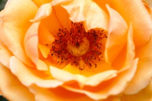 Orange Rose Eye